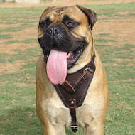 LEATHER AGITATION HARNESS for BullmastiffS LEATHER AGITATION HARNESS for BullmastiffS